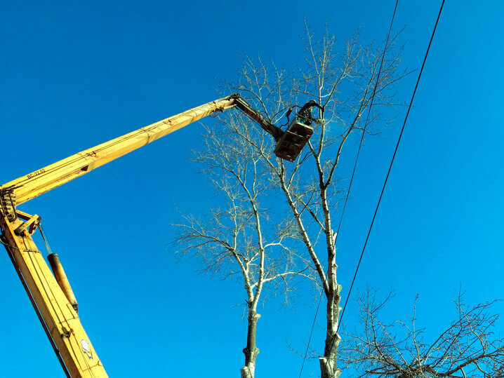 Фото процесса обрезки дерева с автовышки